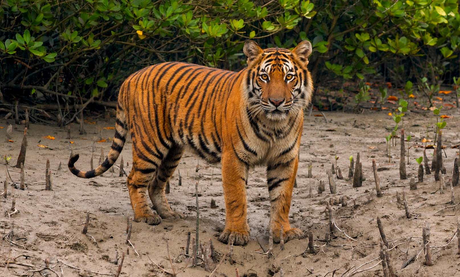 Nature & Wildlife