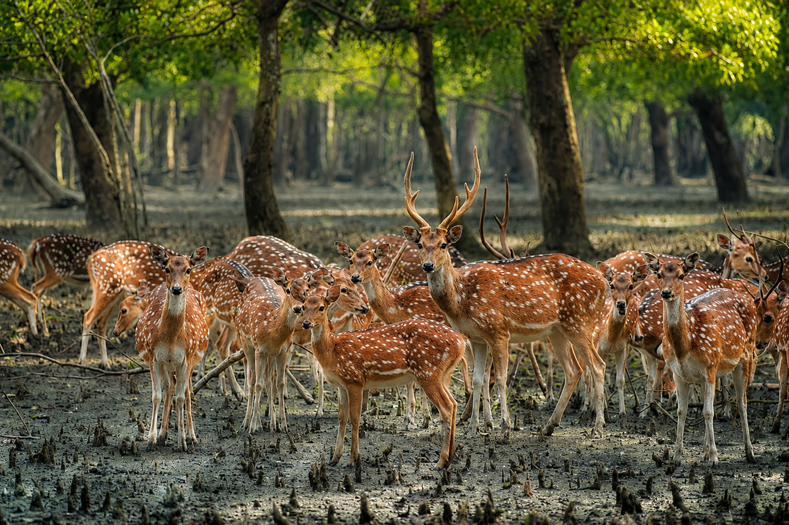 Wildlife & Nature